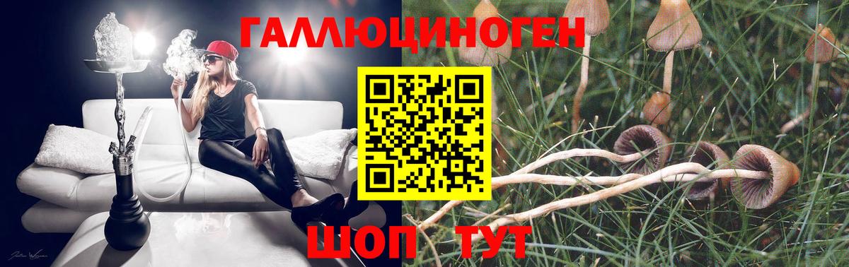 Галлюциногенные грибы Psilocybine cubensis Шелехов